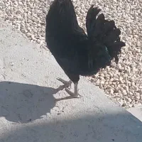 خروس سیاه واکسی درحد۶ملیون