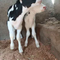 64راس گوساله شیر خوار اسپرم خارجی خالص