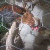 مرغ و خروس