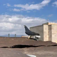 خوشرنگ سیاه نر