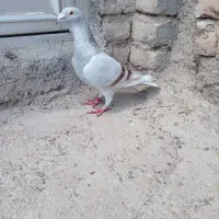 دوبر گرفته شده پر قیچی