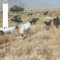 نری