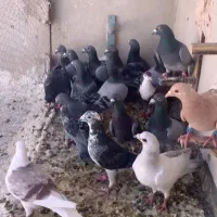 21عدد کبوتر