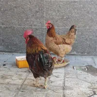 مرغ و خروس محلی