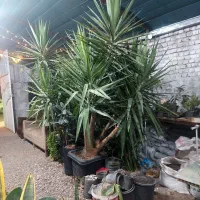 دو عدد یوکای جزیزه غول‌پیکر