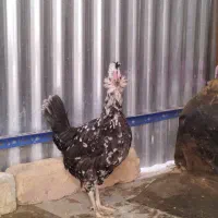 مرغ گلین خال سوزنی