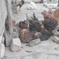 فروش مرغ محلی