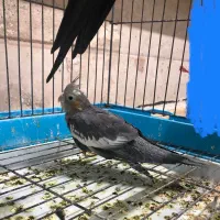 جوجه عروس هلندی دونخور