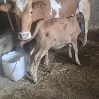 گاومحلی،باگوساله نر