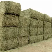فروش عمده.  ارزن ایرانی کیلو ۷۵ هزار یونجه ۲۹ هزار