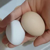 تخم مرغ