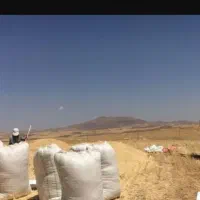 کاه دیم درجه یک