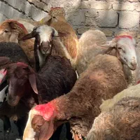 زنده گوش  بارکد دار