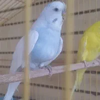 مرغ عشق