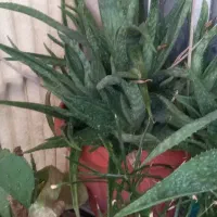 گلدان آلوئه ورا