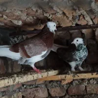 چند کبوتر فروشی تعریف هم نداره