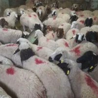 گوسفند پای پرواز و بهداشتی