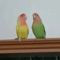 طوطی برزیلی