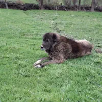 سگ نگهبان
