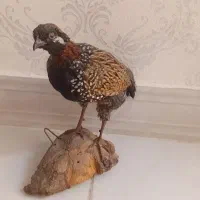 مجسمه پرنده