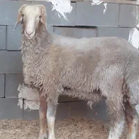 میش وبره