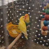 کوتوله نژاد دار خوشگل