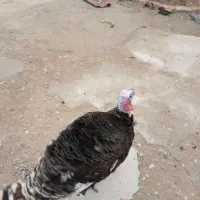 بوقلمون ماده ونریک ساله تخمگزار
