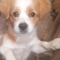 سگ گمشده|حیوانات|مشهد, هفت تیر (آب و برق)|دیوار