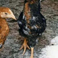 نیمچه مرغ و خروس