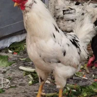 خروس گلین لری ۹ ماه