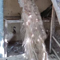 یک ست طاووس شکلاتی ۶ ساله (یک نر و دو ماده)