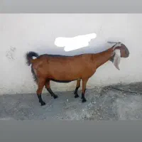 دو عدد بز نر و ماده