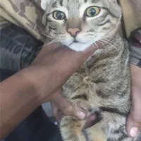 گمشده