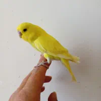 مرغ عشق رنگ خاص(ازسرلاکی تاجف باجوجه)+عروس هلندی