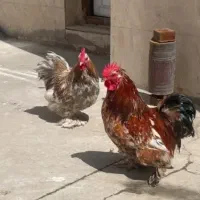 خروس کوشین و برهما