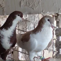 کفتر|پرنده|تربت‌حیدریه, طالقانی|دیوار