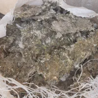 زیل خشک و خالص کبوتر