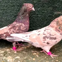 کبوتر سرور.زرد .سرخ.