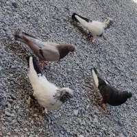 دو جفت کبوتر