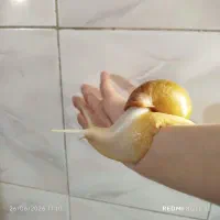 حلزون آرایشی بهداشتی