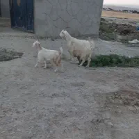 بز بزغله دار