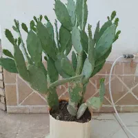کاکتوس