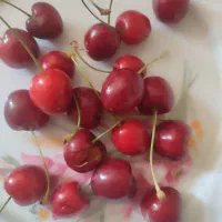 گیلاس محلی درجه یک