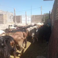 بز غاله