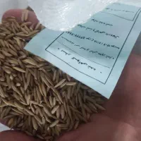 بذر شالی ندا ، پلمپ شرکتی جهاد کشاورزی