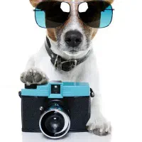 سگ سفید نژاد دار پیدا شد