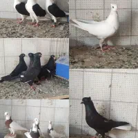 کبوتر رنگ