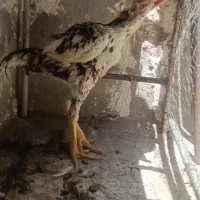 خروس لاری