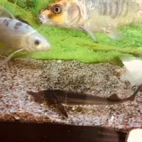 ماهی استروژن یا اوزن برون