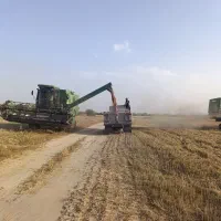 کاه گندم